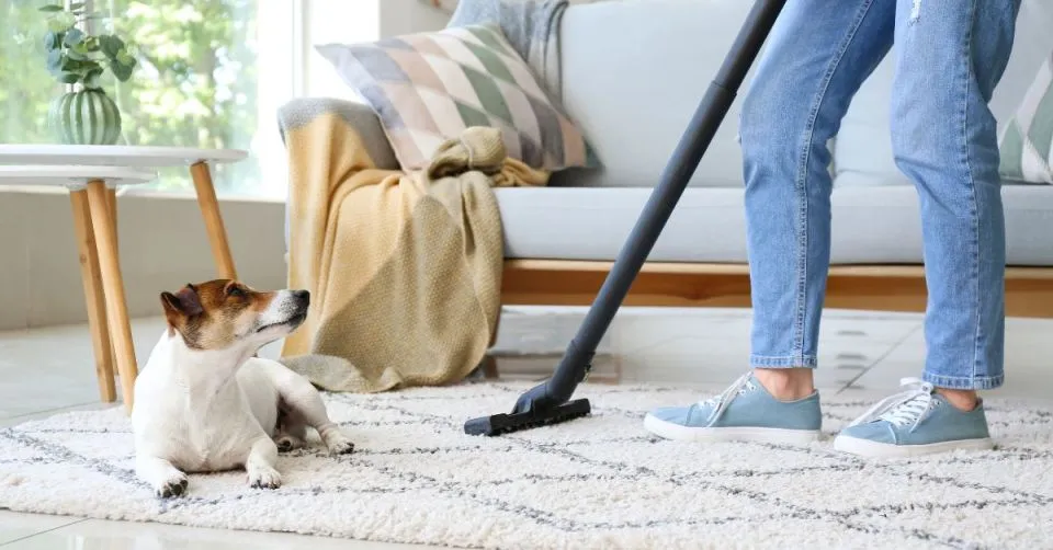 Pet Stain Removal